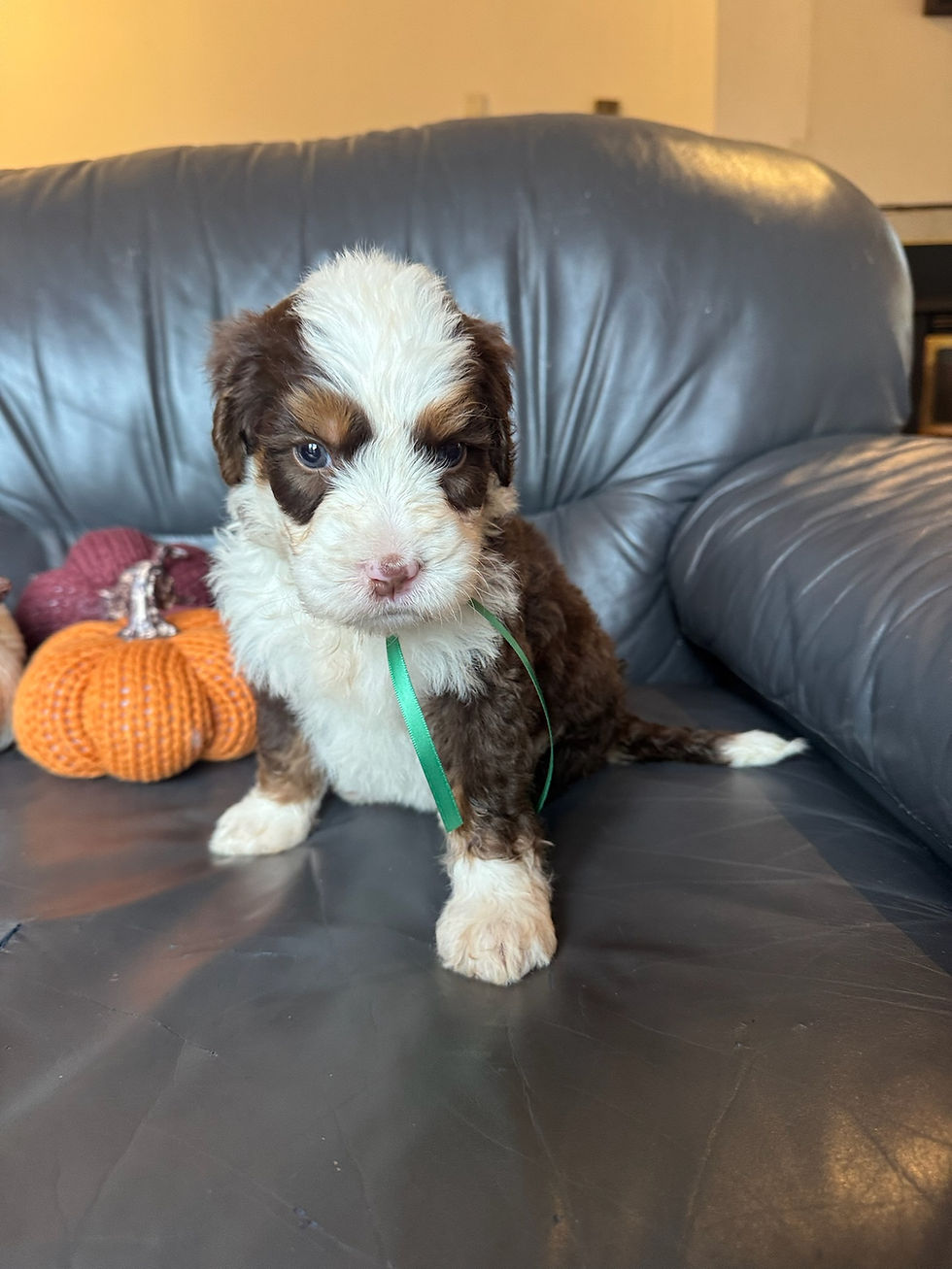 Chocolate Tri Medium Bernedoodle Puppy