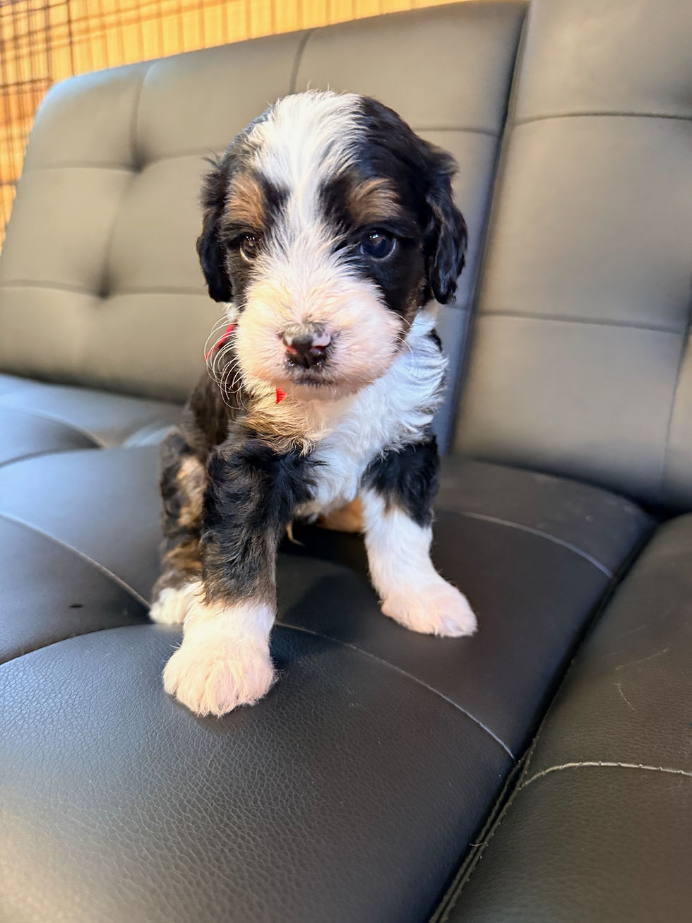 Mini Multigen Bernedoodle Puppy