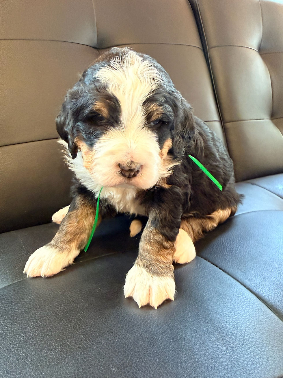 F1 Standard Bernedoodle Puppy