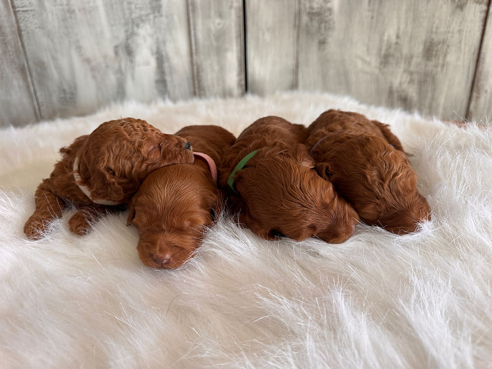 F1b double mini goldendoodle puppies