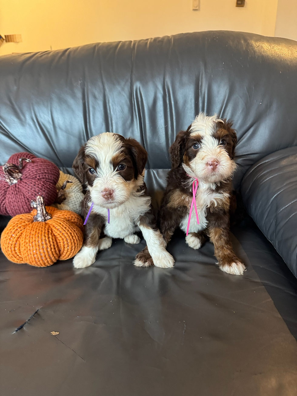 Chocolate Tri Medium Bernedoodle Puppies