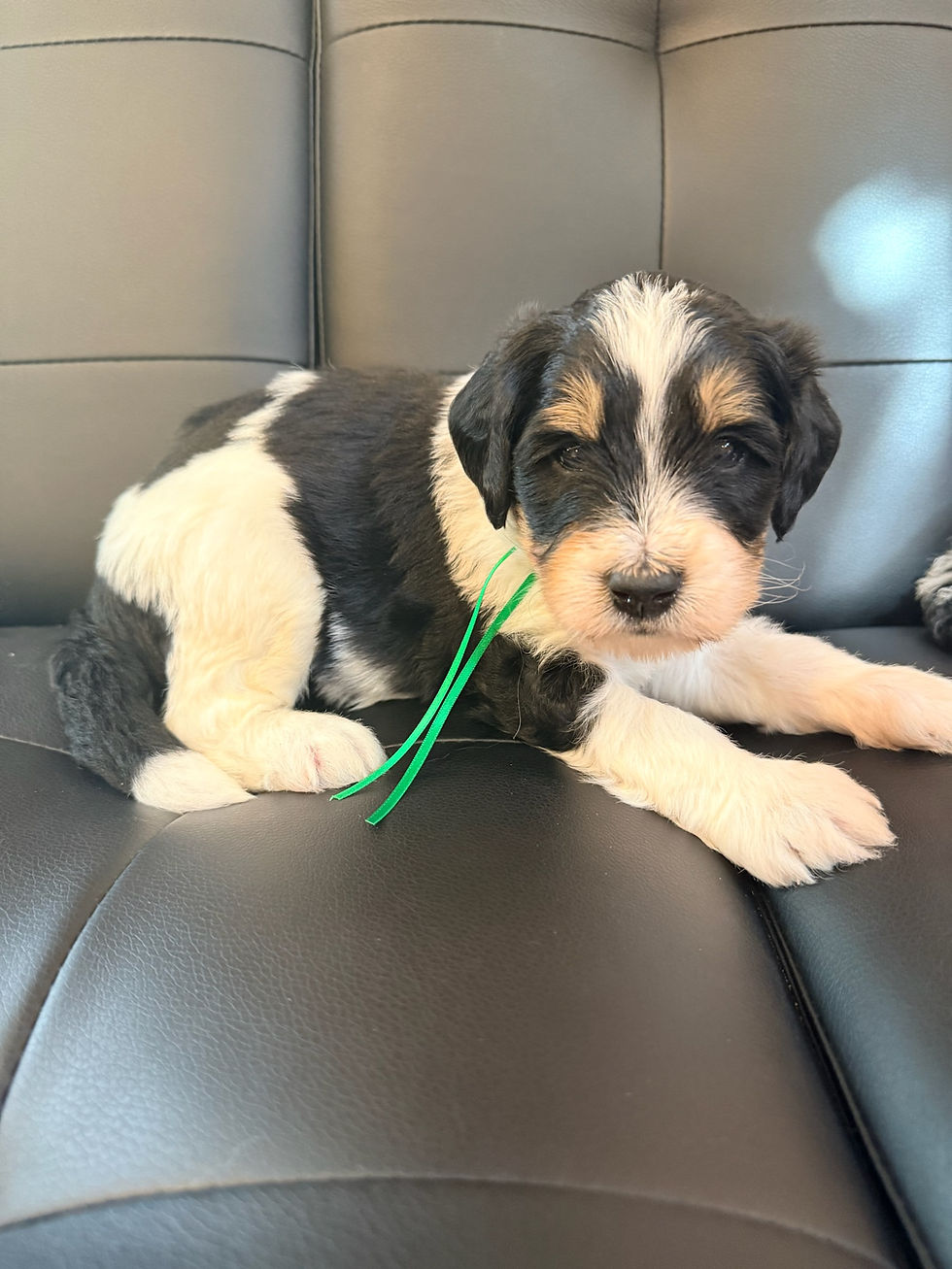 Multigen Bernedoodle Puppy