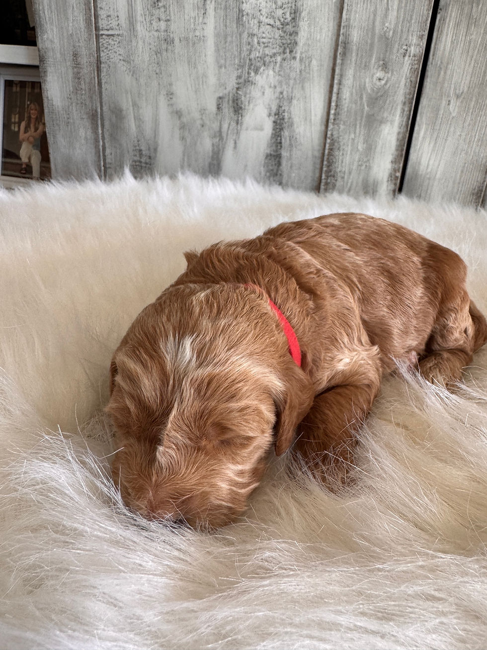 F1b double mini goldendoodle puppy