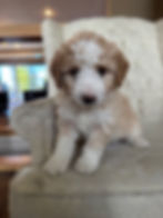 F1b Mini Bernedoodle