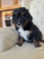 F1 standard Bernedoodle
