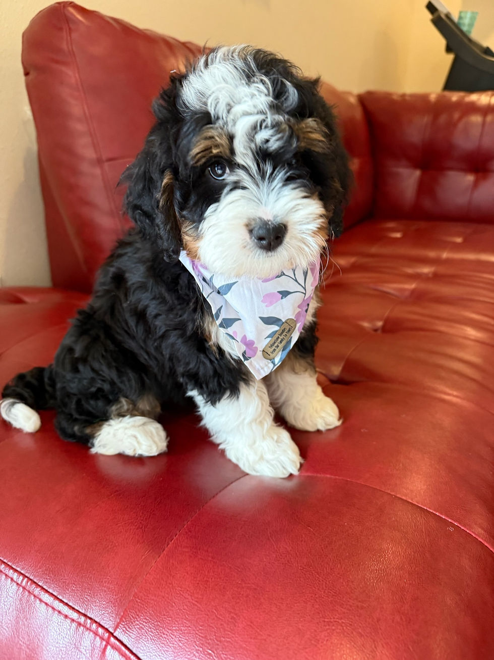 Bernedoodle Puppy