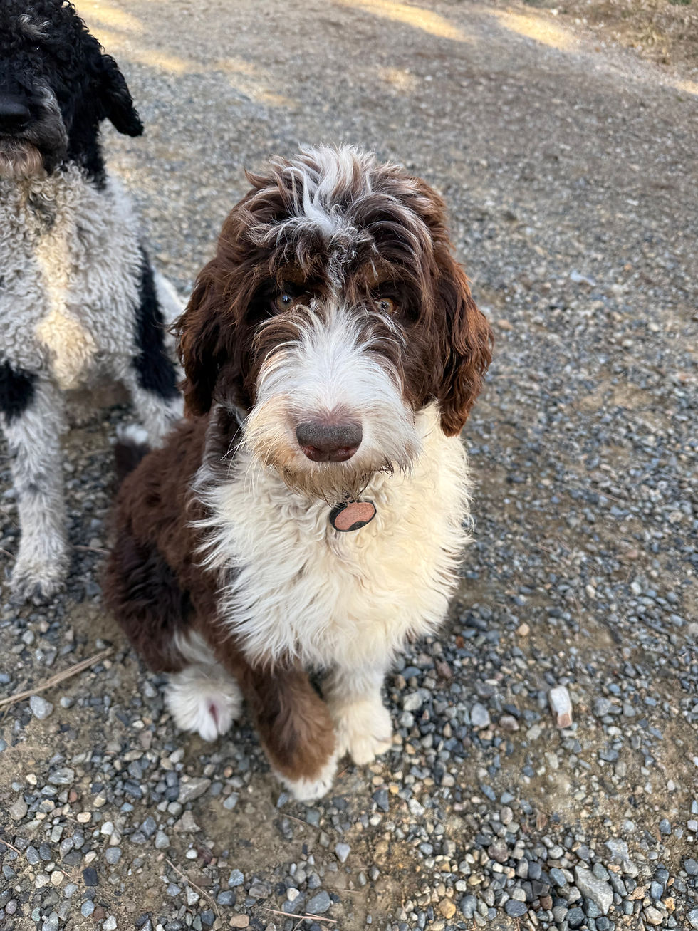 Chocolate Bernedoodle