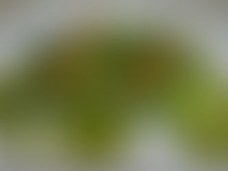 Where To Eat In Monaco | Alain Ducasse's Incomparable Louis XV