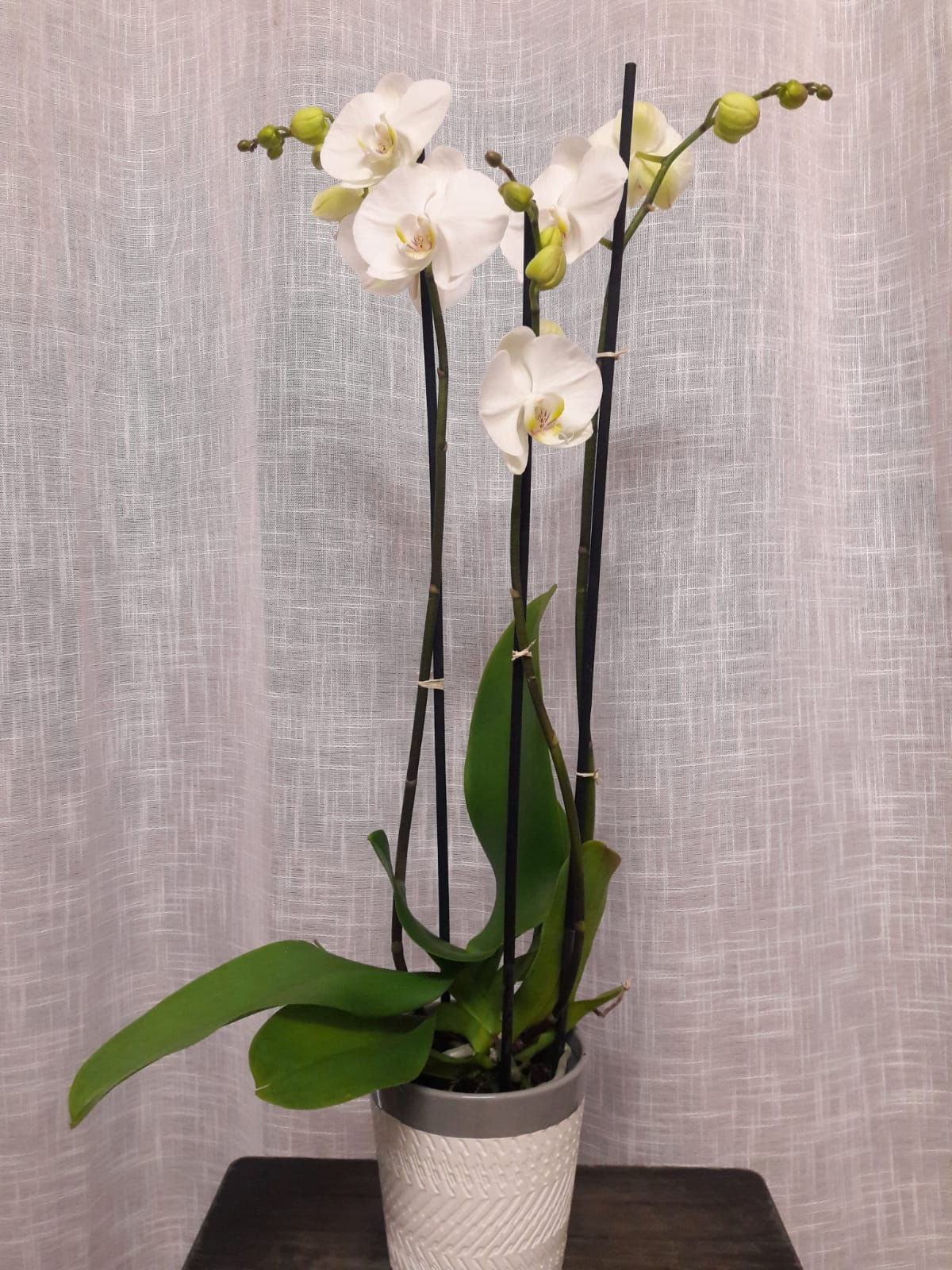 Orchidées - phalaenopsis blanche à 3 branches