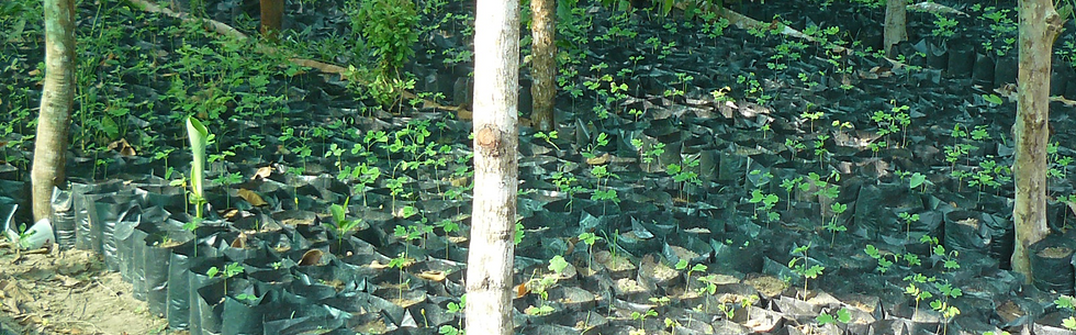 Tree saplings in a nursery in Uganda