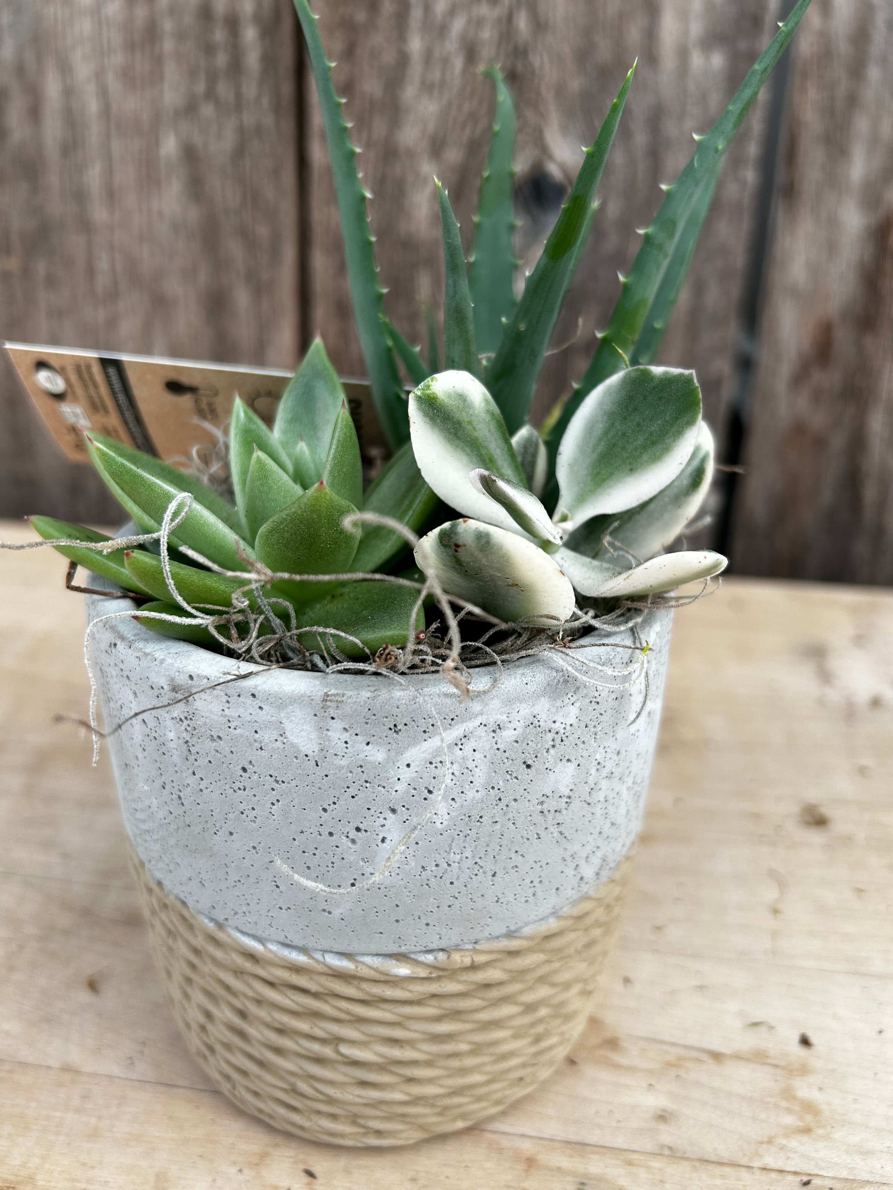 Concrete Rope Succulent Pot
