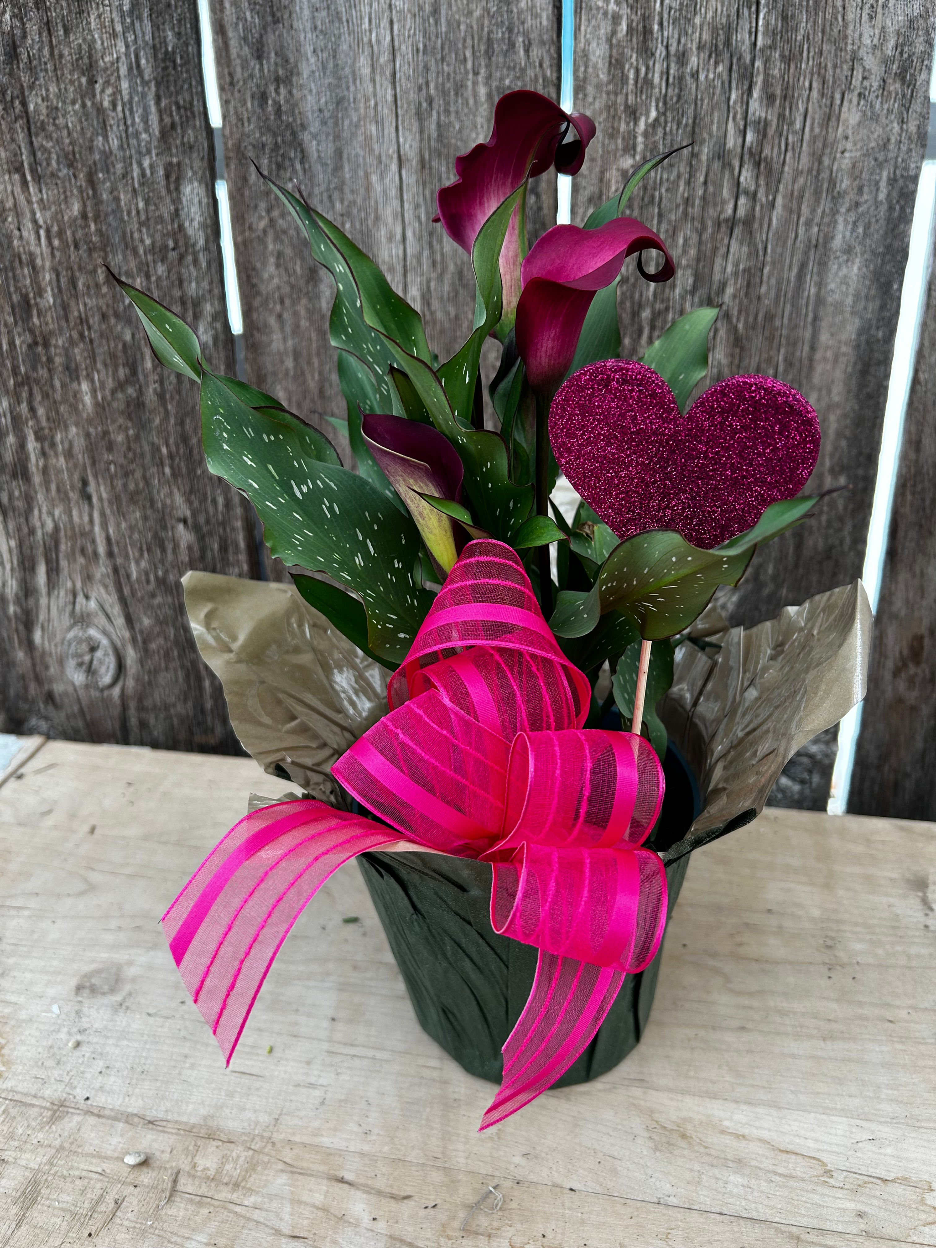 6" Calla Lily Plant