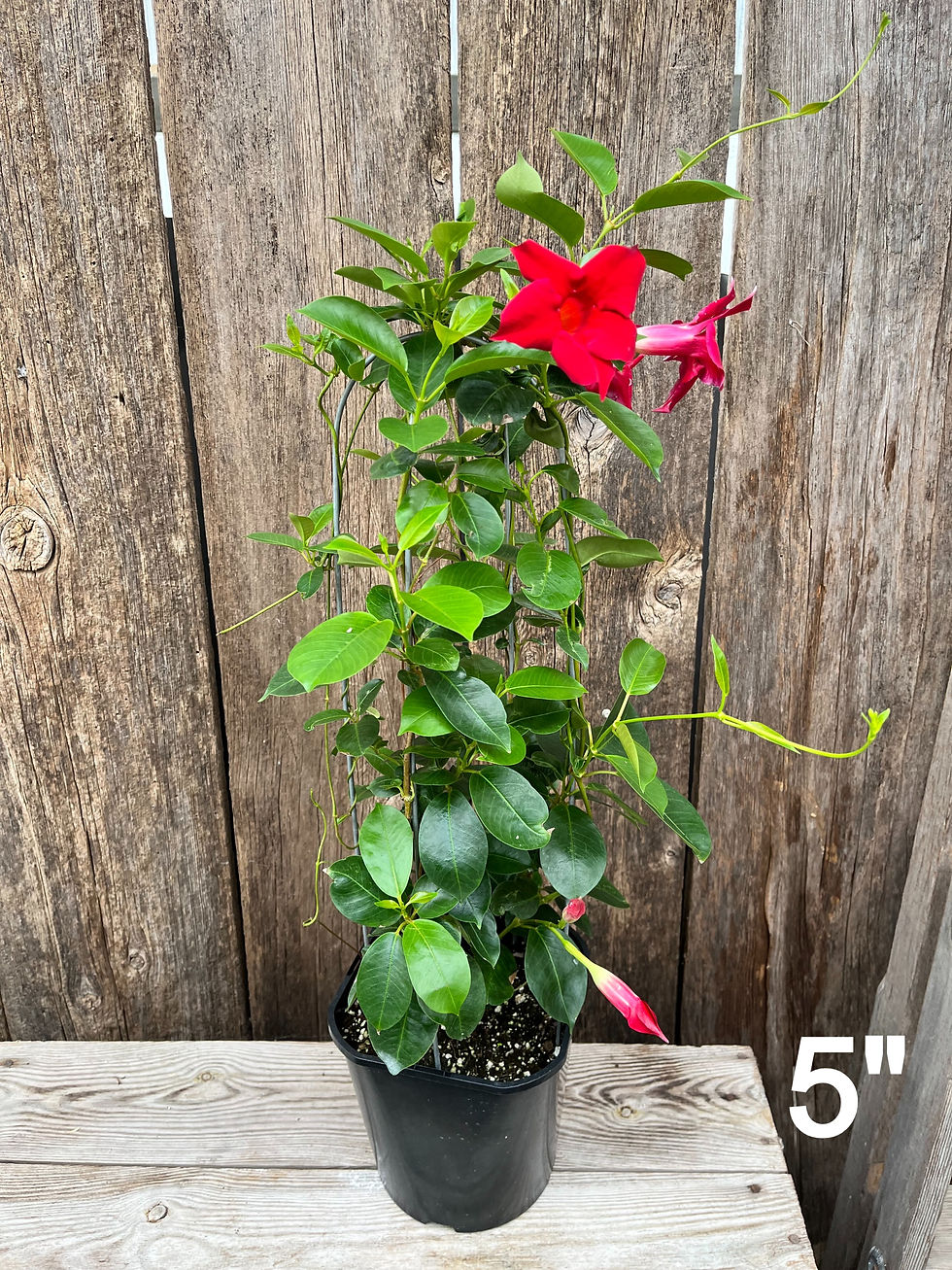 Thumbnail: 7" Mandevilla