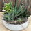 Thumbnail: Concrete Succulent Bowl