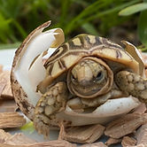le-jardin-des-tortues-stigmochelys-pardalis-naissance_edited_edited_edited.jpg