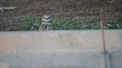 Burrowing Owl
