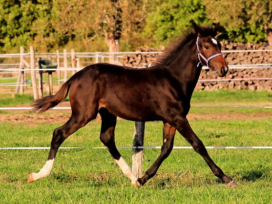 foal Ecurie Vincitori