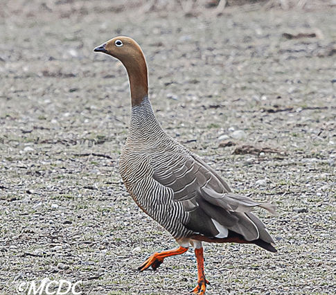 Rudy headed Goose observed in Birding in Rio Grande.