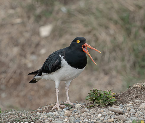 Oystercatcher with open orange beak on a rocky shore