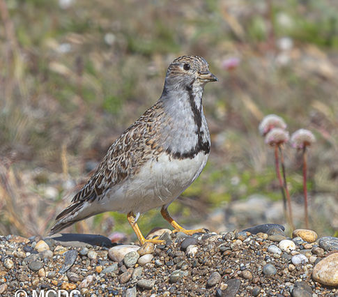 Small shorebird with black neck band on pebbles