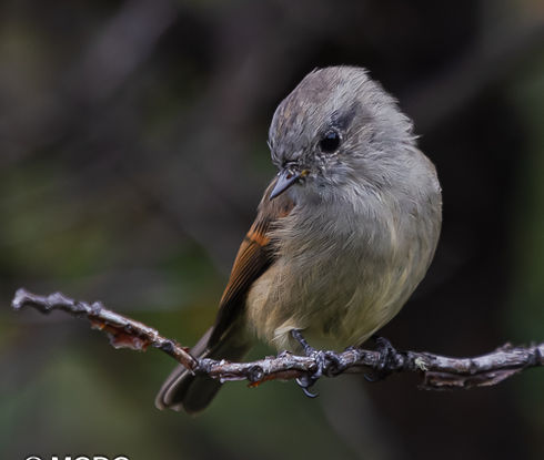 Small gray and brown bird perched on a branch, NEWS