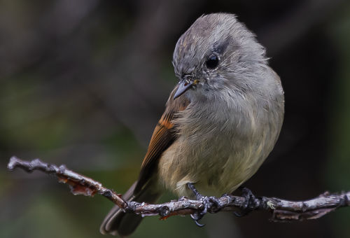 Small grey bird with brown wings perched on a branch