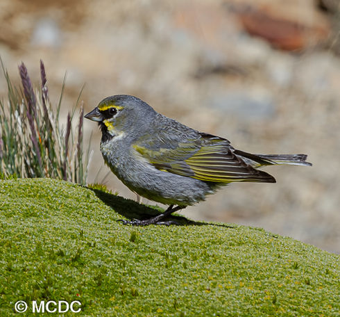 Yellow bridled Finch perched on green moss