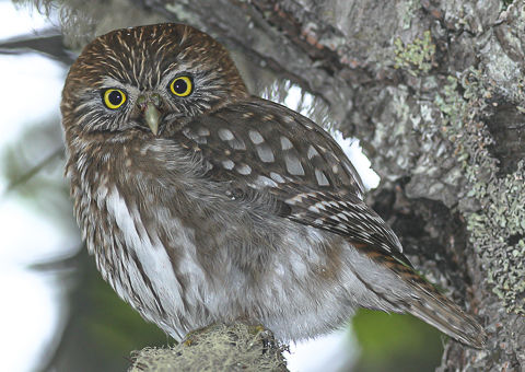 Small pygmy owl with yellow eyes perched on a tree branch.