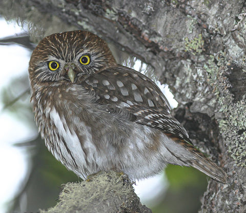 Austral pygmy owl perched on a tree branch