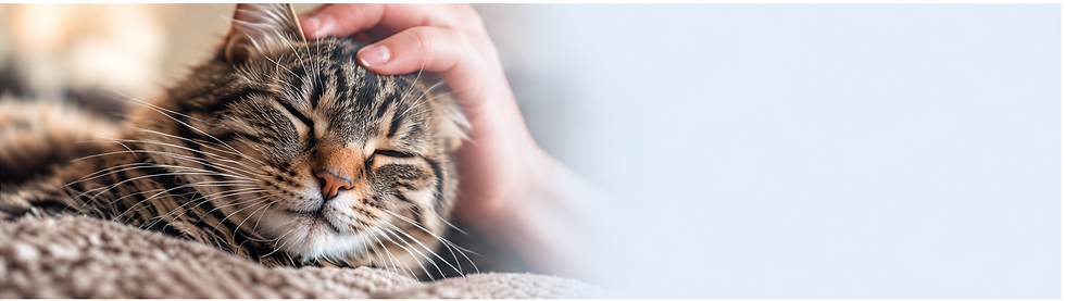 Cat Pat Photo.png
