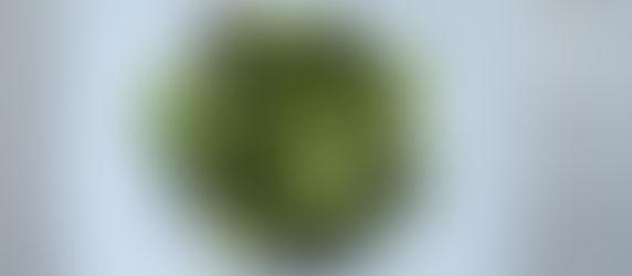 Steamed Green Asparagus