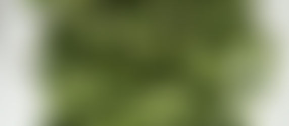 Sweet and Sour Bitter Melon