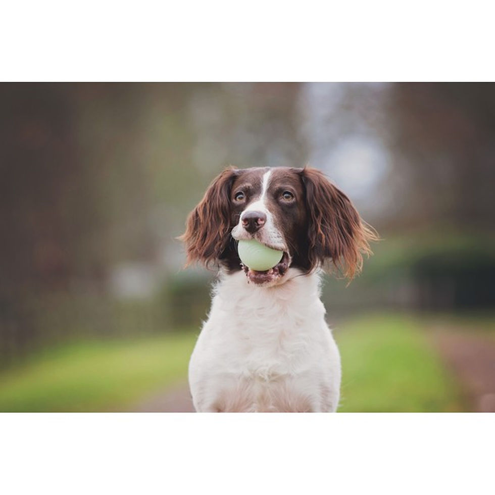 Thumbnail: Chuckit! Fetch Medley 3 Pack Assorted Small 4.8cm