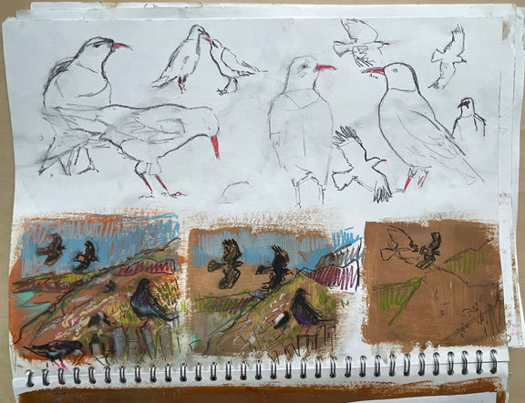Preparatory sketches for Chough Painting.jpg