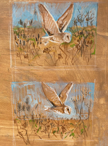 Preparatory sketches for Barn Owl.jpg
