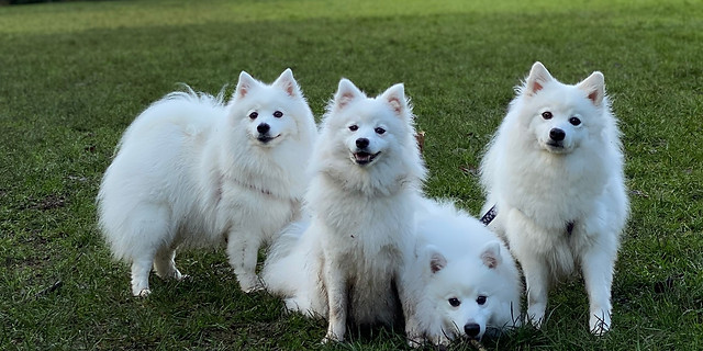 March 22 Open Show And Agm The Japanese Spitz C