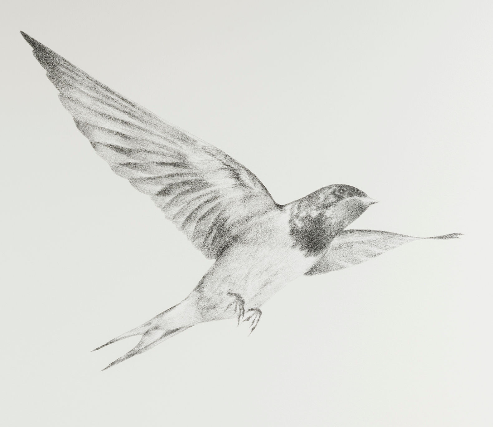Renée A Fox. Songs of Freedom (Swallow 6), 2019. Graphite on Pellon.