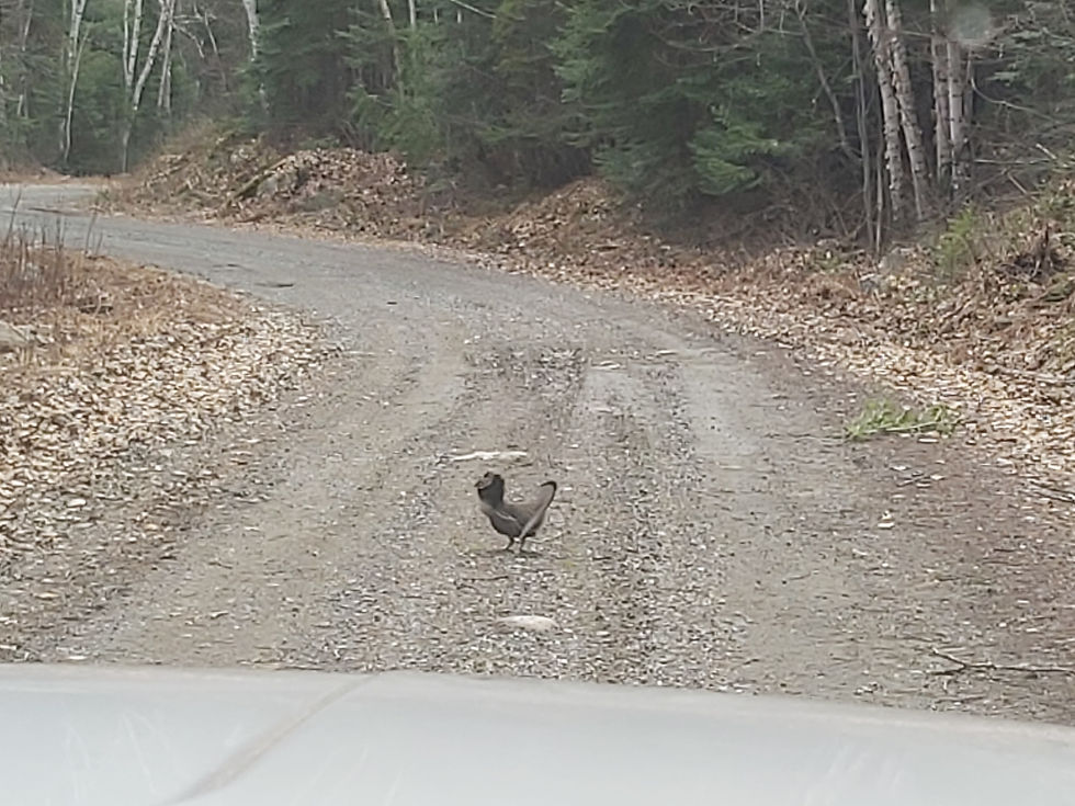 Thumbnail: 14 OCTOBER 2022' GUIDED SMALL GAME WALK WITH HUNTER EXPERIENCE (9am-5pm FRIDAY)