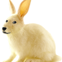rabbit doge.png