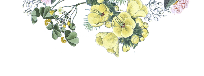 HP-flowers_edited.png