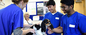 Veterinary Summer course at University of Bristol