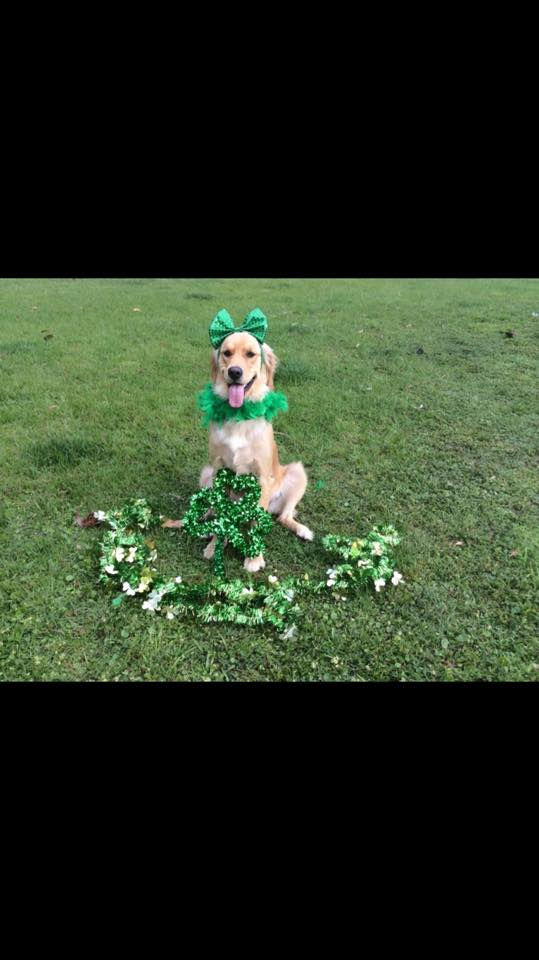 11885219_757951094306467_7053766621057123749_n