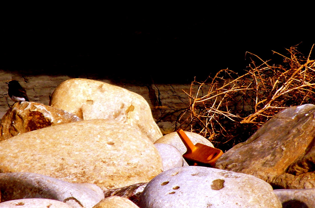 phoebe in a pit of weeds, rocks, debris