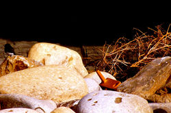 phoebe in a pit of weeds, rocks, debris