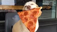 Pizza for Paws Fundraiser