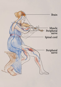 Neck and shoulder disorders in violinists - risk factors, prevention and treatment