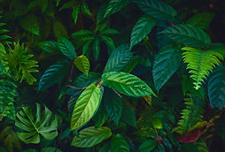 Jungle Background.jpg