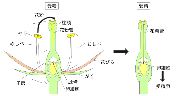 瑞江 篠崎の真ん中にある個別指導塾 個別指導plus1 裸子植物は水素ひま 語呂合わせ