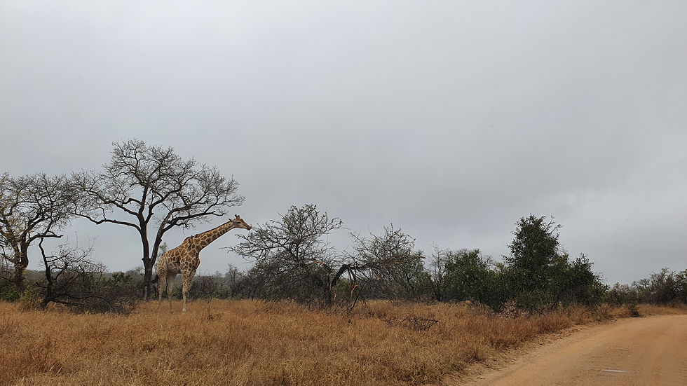 Giraffe in het Krugerpark