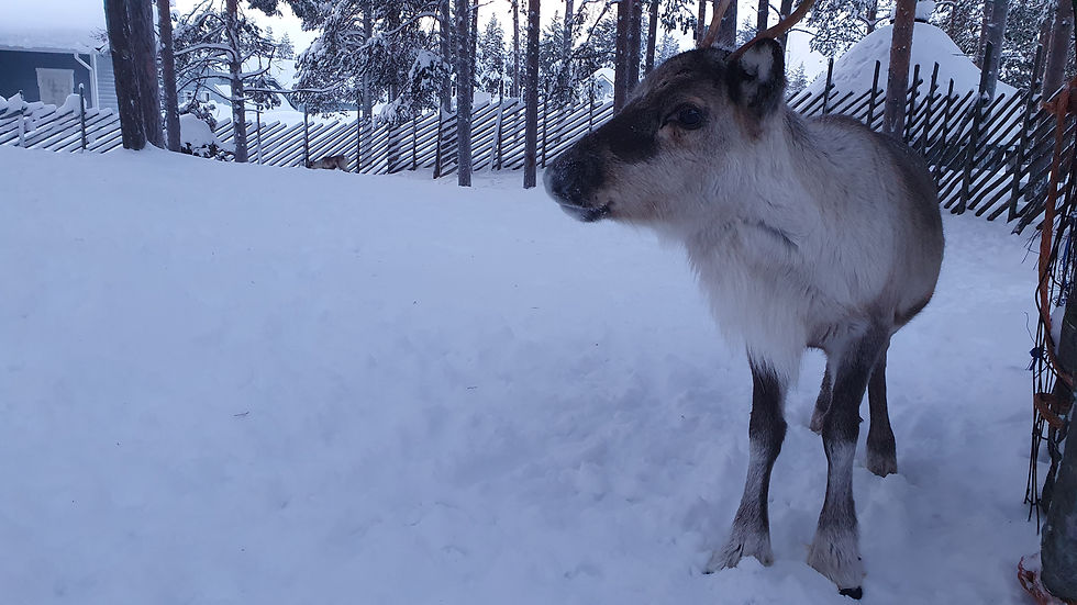 Rendier bij K5 hotel in Levi